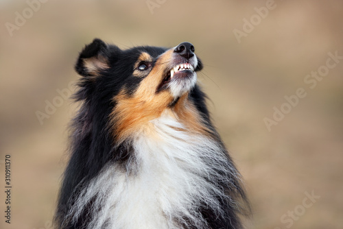 angry sheltie dog shows teeth outdoors