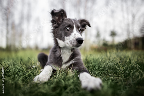 cute border collie puppy lying down on grass