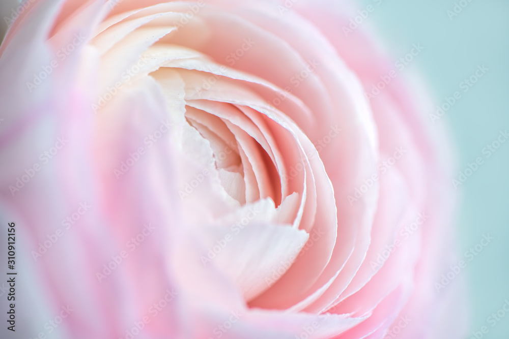 close up of fresh pink rose flower