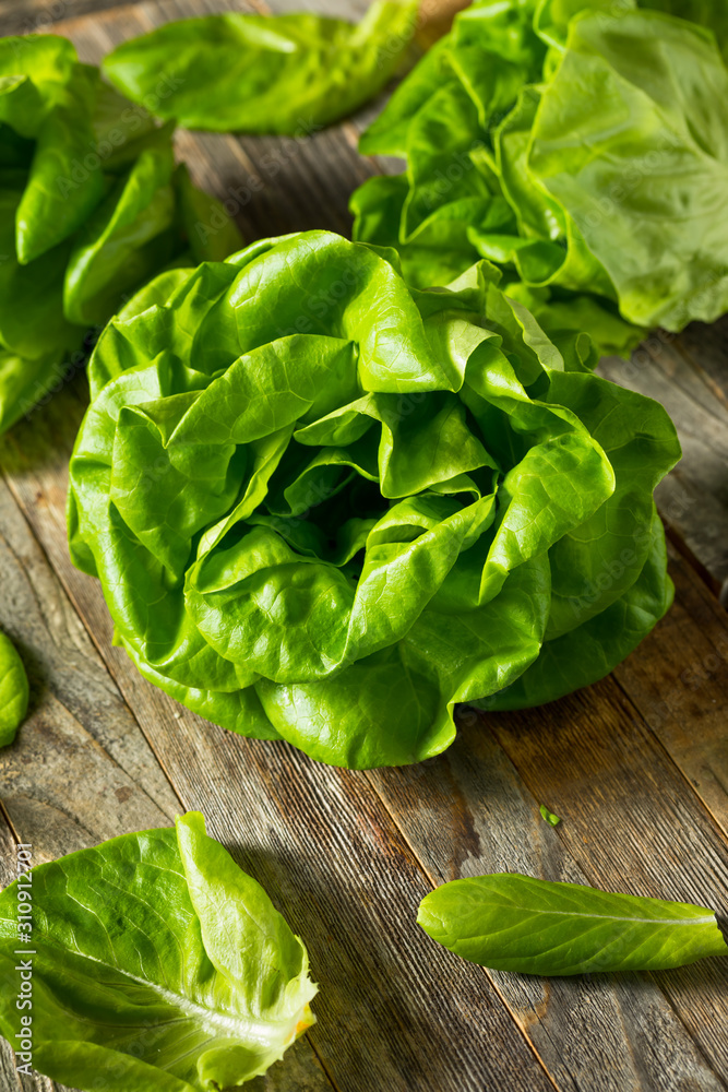 Raw Green Organic Butter Lettuce Raw Green Organic Butter Lettuce