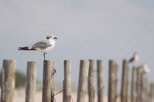 seagull on fence close up 