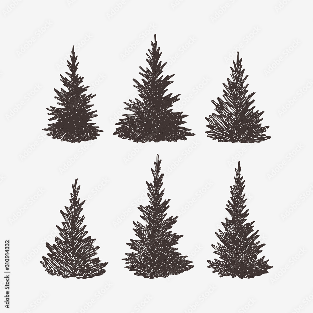 Hand drawn spruce trees, vector illustration of fir trees