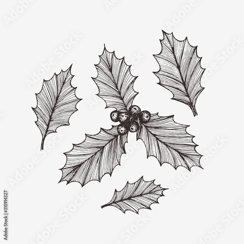 Hand drawn holly leaves set