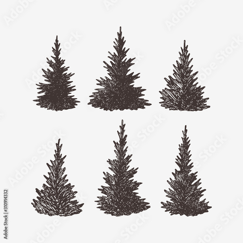 Hand drawn spruce trees, vector illustration of fir trees