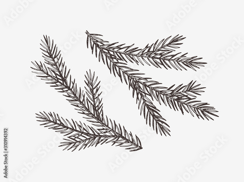 Hand drawn spruce tree branches, vector illustration
