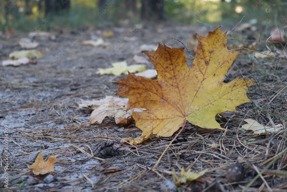 Autumn maple leaf isolated on the ground. Walk in the forest Autumn maple leaf isolated on the ground. Walk in the forest