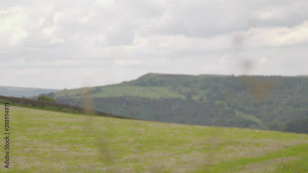 A still long establishign shot of flowers that are blowing in the wind with trees in the distance