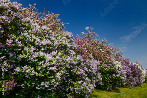 Row of Common Lilac bushes blossoming beside pink crabapple trees in flower in Spring