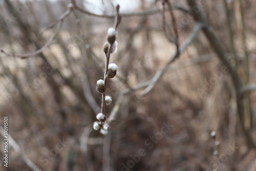 Branch of willow tree in spring forest closeup