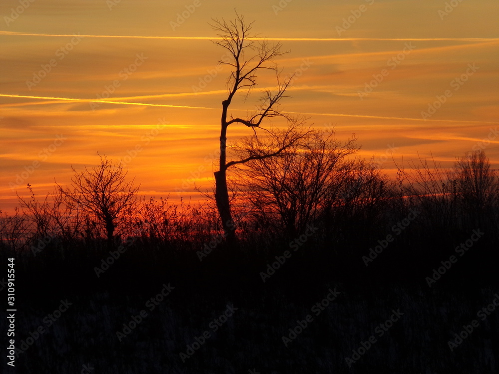 Obraz premium sunset in forest