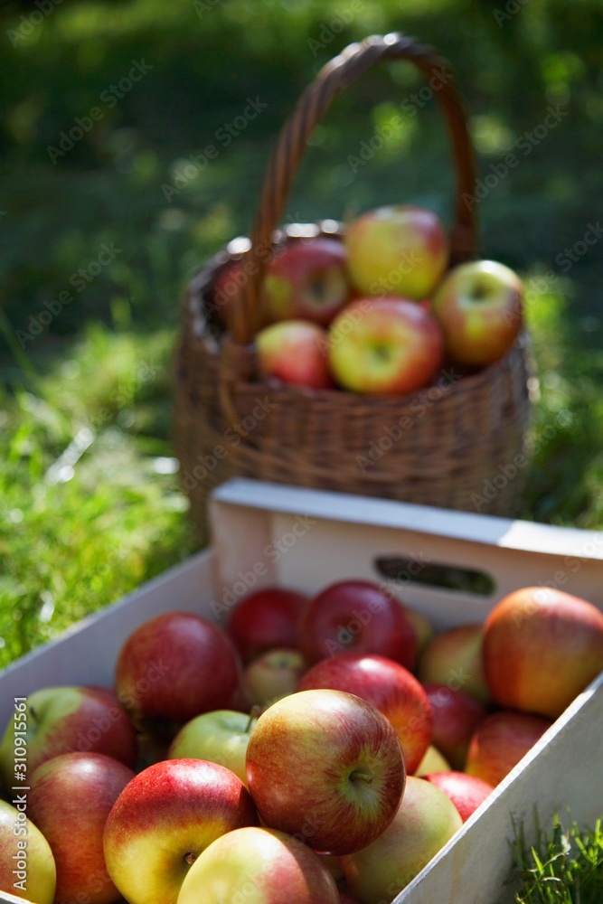 Basket And Crate Of Apples On Grass Basket And Crate Of Apples On Grass