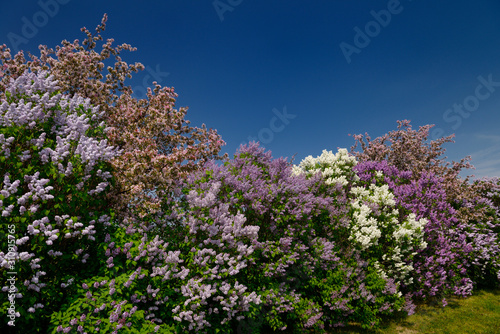 Border of Common Lilac bushes blossoming beside pink crabapple trees in flower in Spring