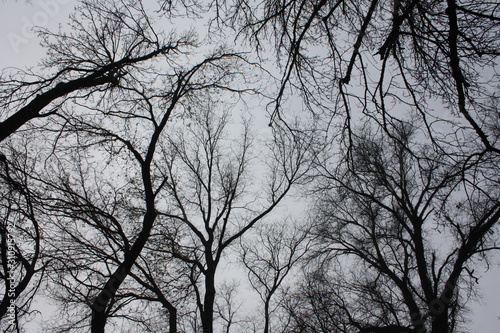 Trees © Ina