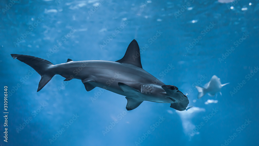 hammerhead shark wallpaper  - obrazy, fototapety, plakaty 