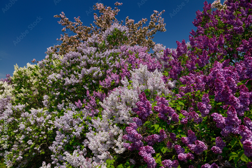 Riot of purple and white blooms of Common Lilac bushes and pink crabapple trees in Spring Riot of purple and white blooms of Common Lilac bushes and pink crabapple trees in Spring