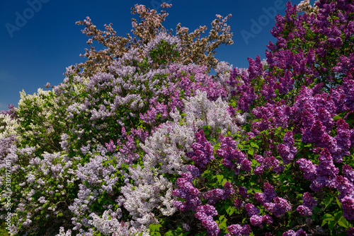 Riot of purple and white blooms of Common Lilac bushes and pink crabapple trees in Spring