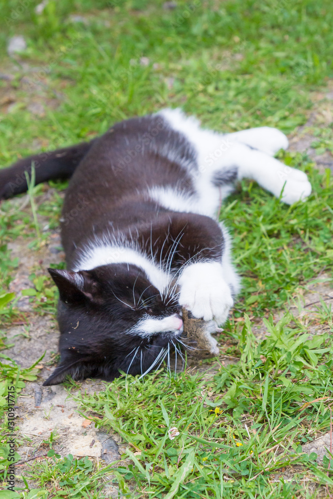 Black and white house cat caught a gray mouse and plays with it