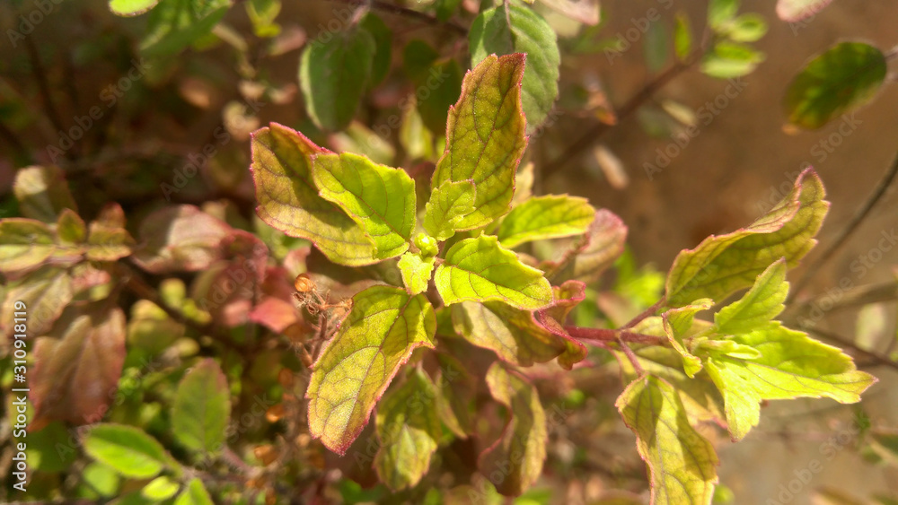tulsi plant tulsi plant