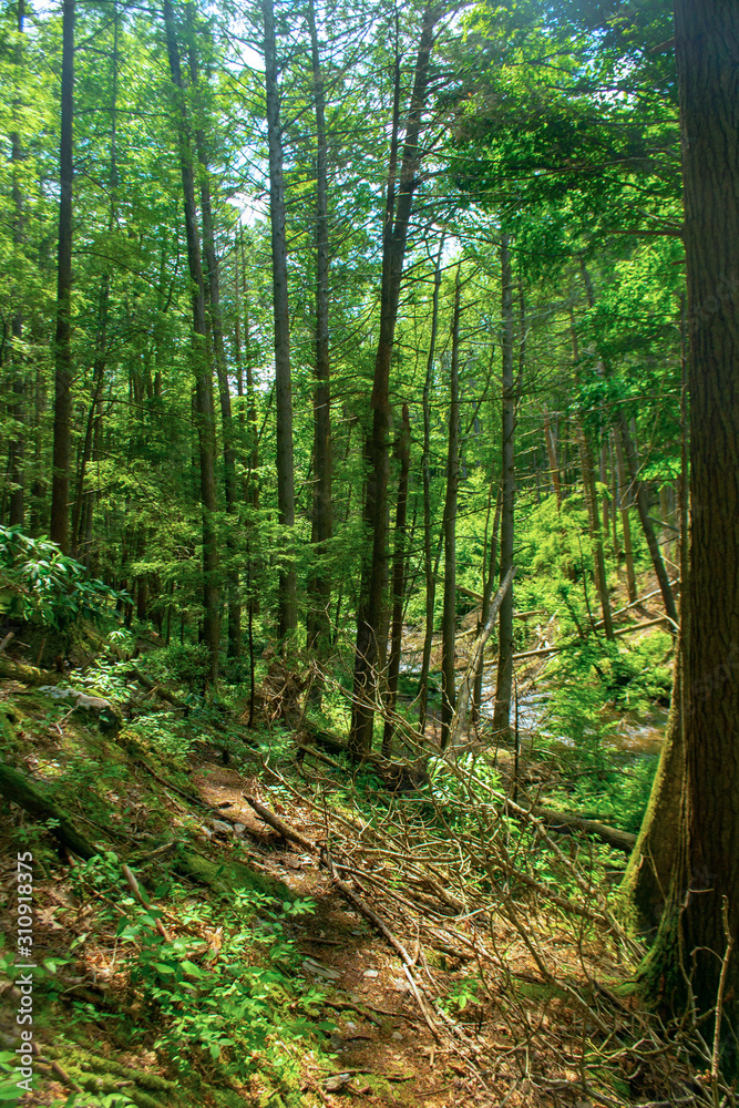 Obraz premium letnia ścieżka w lesie