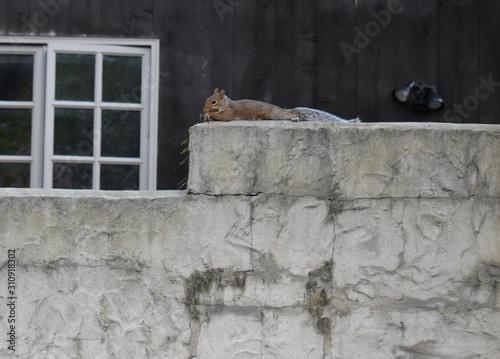 squirrel eating on a wall 