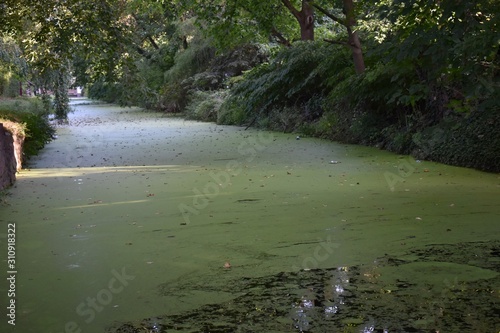 river coered in algae