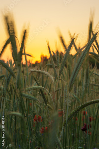 Getreidefeld im Sonnenuntergang