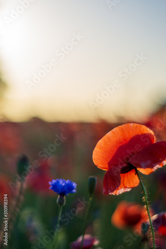 Mohnwiese im Sonnenuntergang