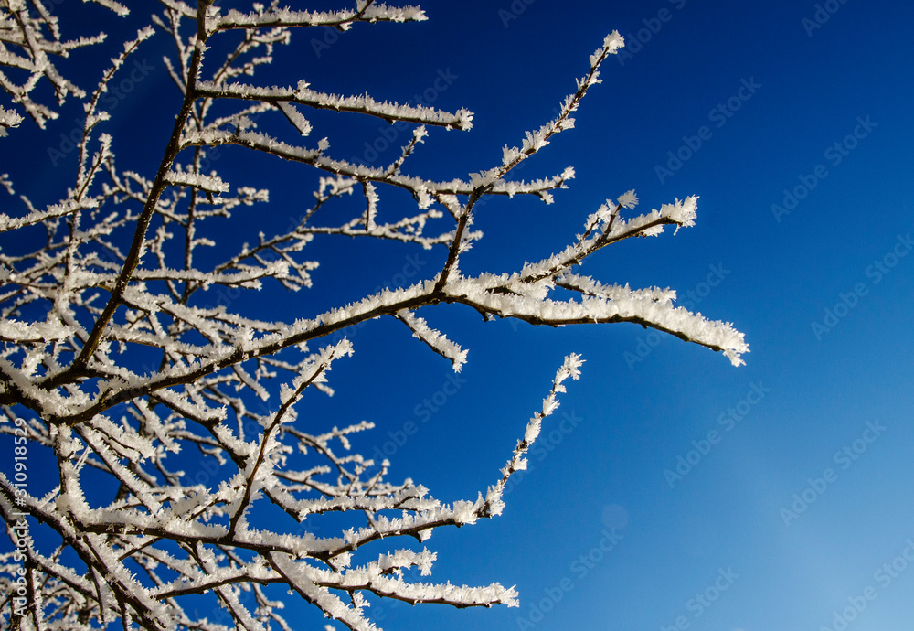 Snow covered tree branches in bright sunny weather.