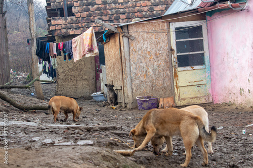 Hunde in einem Roma Dorf
