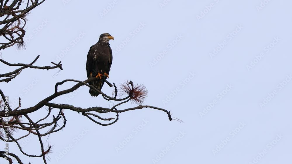 Juvenile Bald Eagle Juvenile Bald Eagle