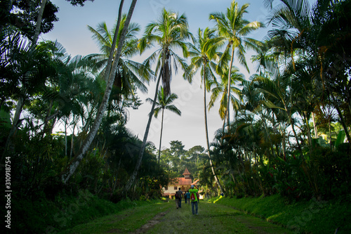  Road surrounded by palm trees and nature