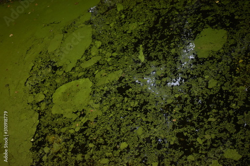 river coered in algae