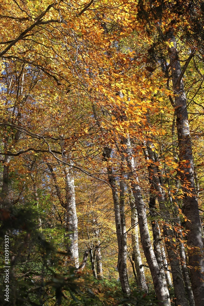 Obraz premium Autumn village trees landscape view. Autumn village scene. 