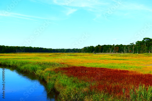 New Jersey wetlands