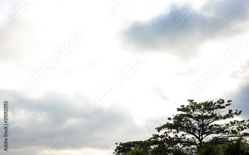 tree and blue sky © EDBS