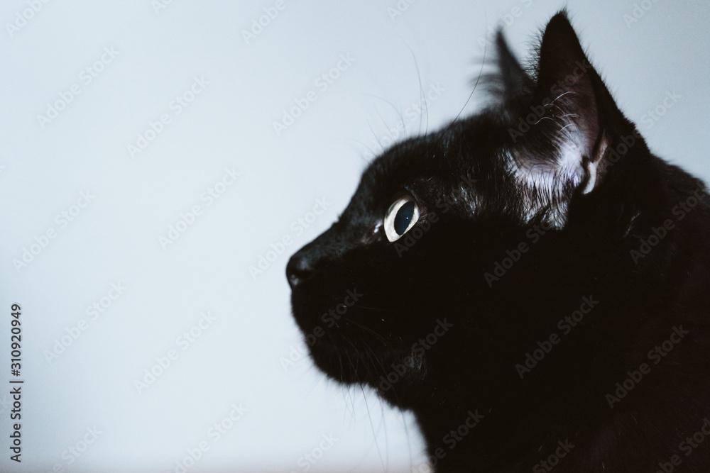 portrait of beautiful black cat at home portrait of beautiful black cat at home