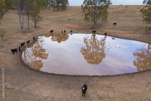 Aerial view of an agricultural water dam with cows and ducks outside of Adelaide in South Australia