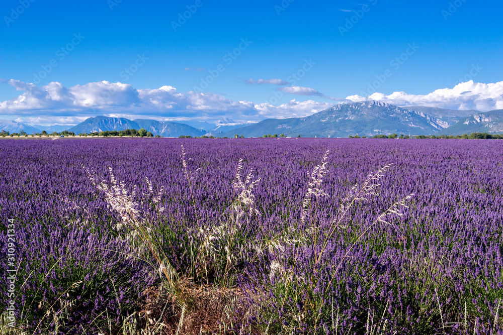 Fototapeta premium Lavender 57