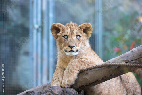 Canvas Print The young lion of Berber look majestic dark background