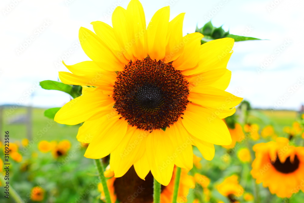 Fototapeta premium sunflower on a farm