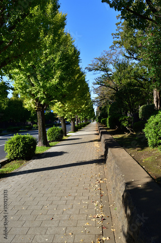 イチョウの街路樹のある歩道を撮影した写真