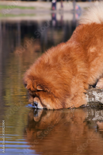 Fototapeta Naklejka Na Ścianę i Meble -  Ginger Chow Chow dog, portrait in the water