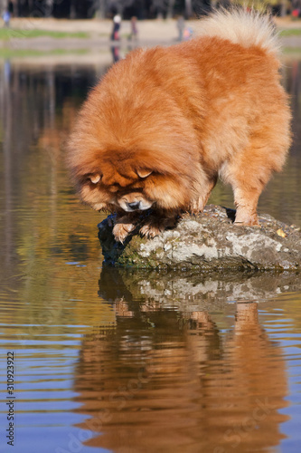 Fototapeta Naklejka Na Ścianę i Meble -  A red dog of the Chow Chow breed looks at its reflection in the water
