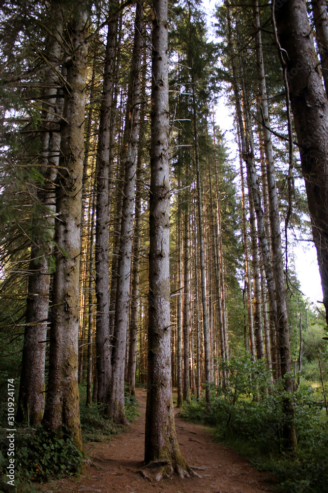 Forêt vue d'en bas