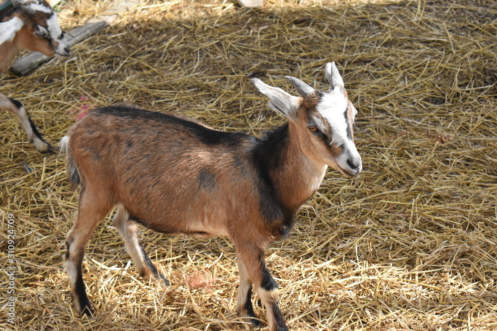 Goat on a farm Goat on a farm