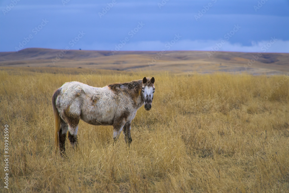Horse grazing on range land here in Montana Horse grazing on range land here in Montana