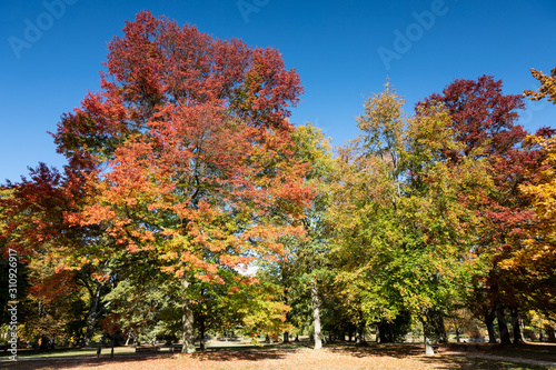 Park of Bad Homburg in autumn