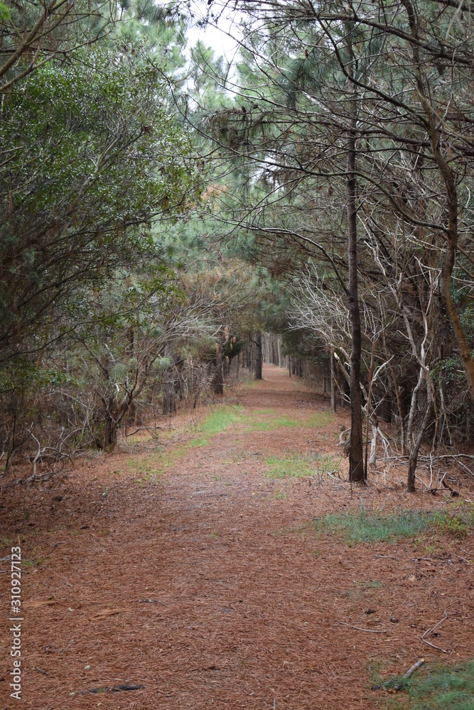 Fototapeta premium path in the woods