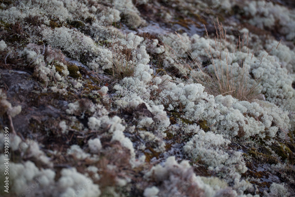 moss moss