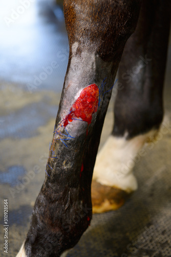 Bilde på lerret Derazil 5: Cleaned and prepared granulating oozing wound on hind leg of thorough